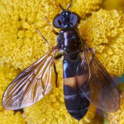 Pyrophaena rosarum